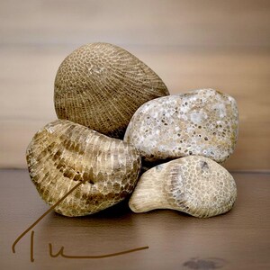 Pode incluir: Uma cole&ccedil;&atilde;o de cinco pedras de coral fossilizadas em tons de bege e castanho claro. As pedras apresentam padr&otilde;es intrincados e texturizados e formas variadas, com uma apar&ecirc;ncia lisa e polida. A disposi&ccedil;&atilde;o est&aacute; sobre uma superf&iacute;cie castanha.