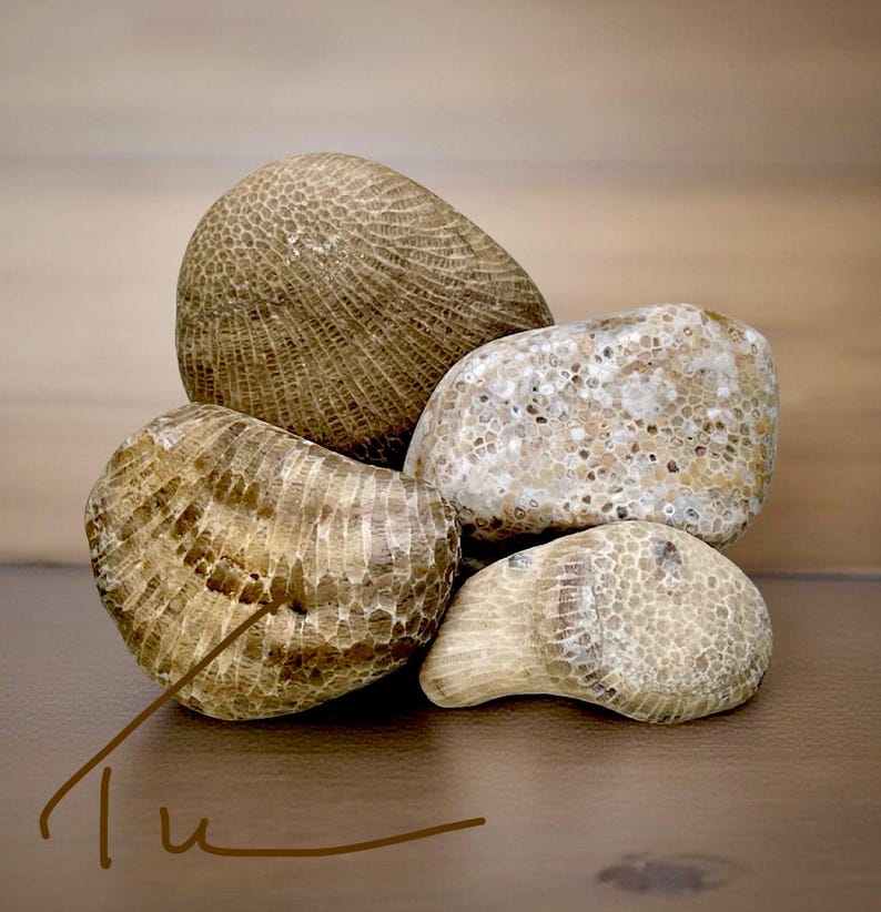 Pode incluir: Uma cole&ccedil;&atilde;o de cinco pedras de coral fossilizadas em tons de bege e castanho claro. As pedras apresentam padr&otilde;es intrincados e texturizados e formas variadas, com uma apar&ecirc;ncia lisa e polida. A disposi&ccedil;&atilde;o est&aacute; sobre uma superf&iacute;cie castanha.