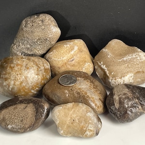 Fossil | Charlevoix | Horn Coral | Petoskey | Cladopora | Souvenir