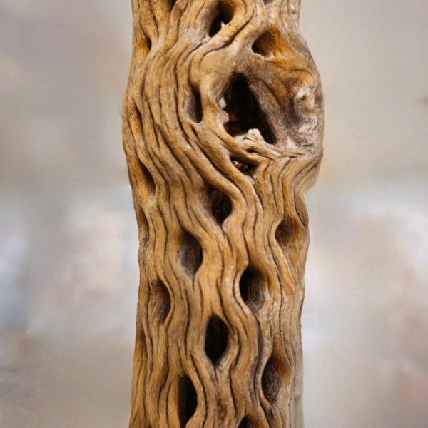 5 Inch Long Cholla Wood | Jumping Spiders | Shrimp | Hermit Crabs | Aquascaping | Terrariums. Hand Cut and Cleaned to Protect Your Pet