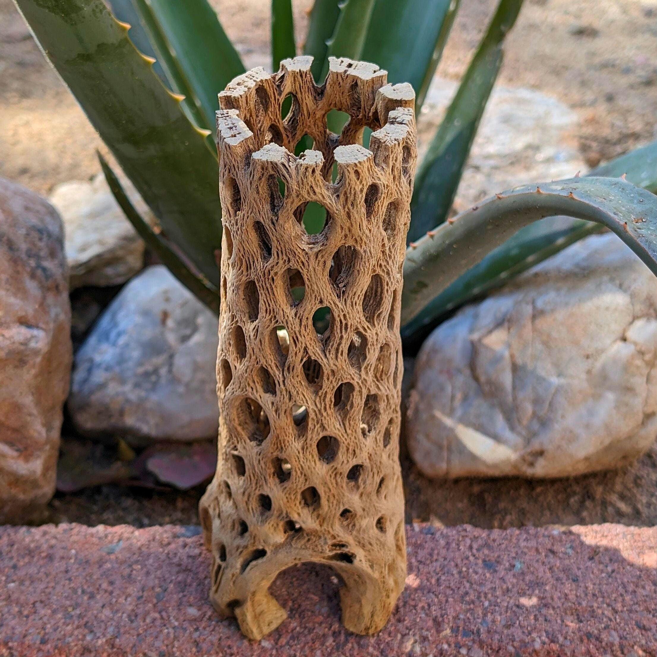 Premium Teddy Bear Cholla Wood for Aquarium & Terrarium Decor | Hermit Crab, Shrimp Hide, Reptile Hide, Air Plants | 6" Long with Thick Wall