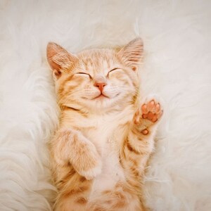 Gatto
