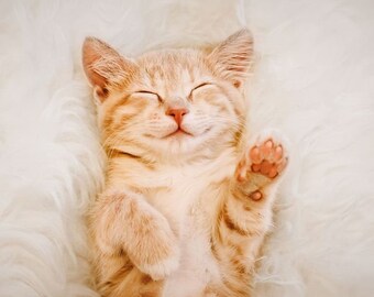 Katze