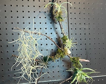 Enchanted Branch with Live Air Plants