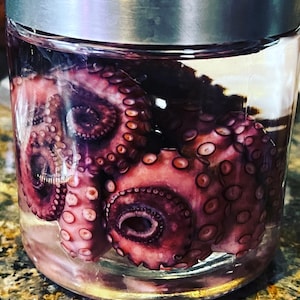 Red Octopus Wet Specimen with Jar, weird strange gift, gift for science lover, unusual gift, oddities and curiosities, kraken, steampunk