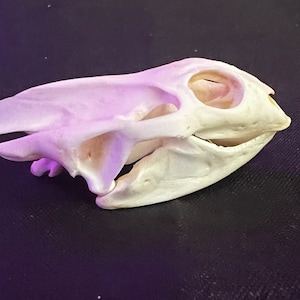 Real turtle skull, real animal skull