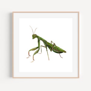 Praying Mantis Print | Praying Mantis Art | Praying Mantis Painting