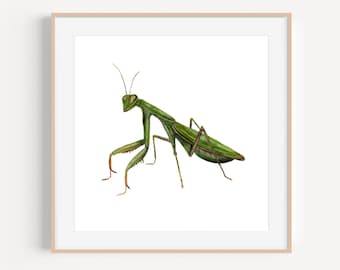 Praying Mantis Print | Praying Mantis Art | Praying Mantis Painting