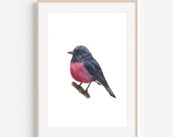 Pink Robin Print, Robin Painting, Bird Painting, Australian Pink Robin