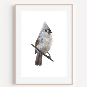 Tufted Titmouse, Bird Art Print, Tufted Titmouse Painting, Bird Watercolor Painting