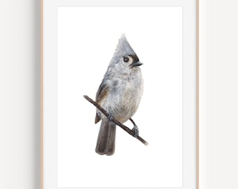 Tufted Titmouse, Bird Art Print, Tufted Titmouse Painting, Bird Watercolor Painting