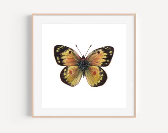 Butterfly Art Print, Orange Sulphur Butterfly, Butterfly Watercolor, Butterfly Painting
