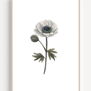 水彩画「Anemone」 | Drawing days