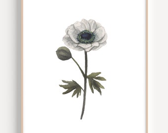 White Anemone Flower, Anemone Art Print, Anemone Painting