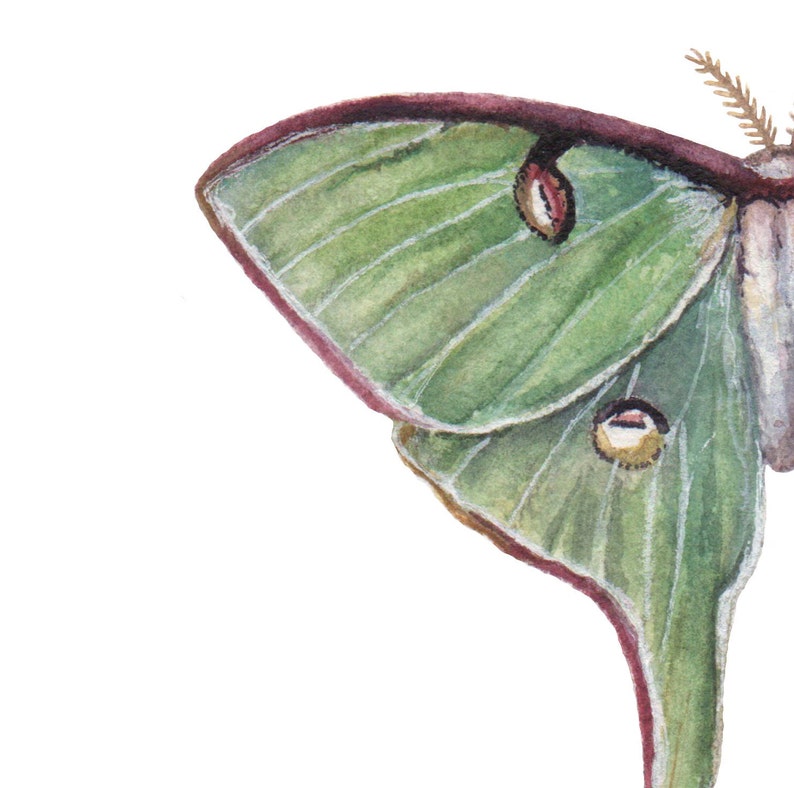 Luna Moth Painting, Luna Moth Art Print - Etsy