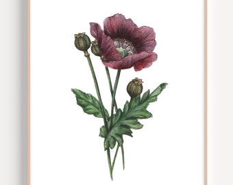 Poppy Art Print, Poppy Flower Painting, Purple Poppy Flower