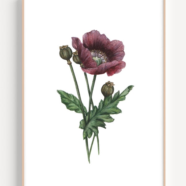 Poppy Art Print, Poppy Flower Painting, Purple Poppy Flower