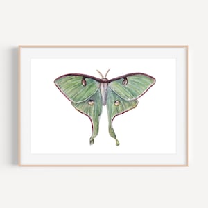 Luna Moth Painting, Luna Moth Art Print