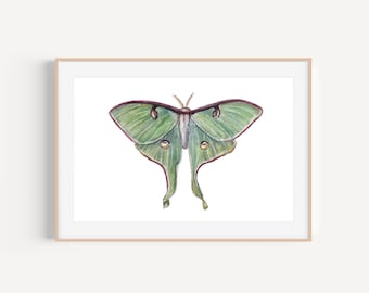 Luna Moth Painting, Luna Moth Art Print