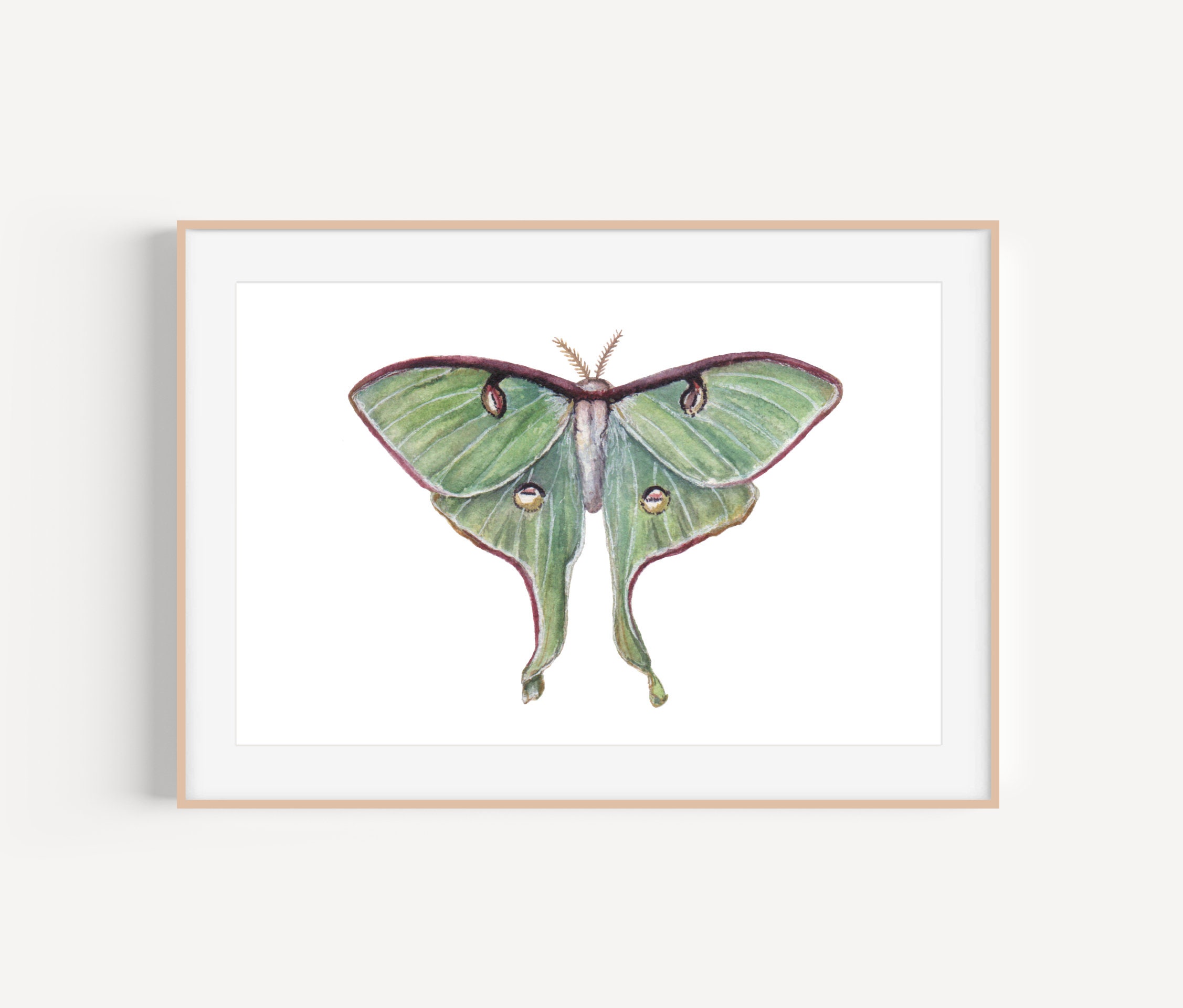 Luna Moth Painting, Luna Moth Art Print - Etsy