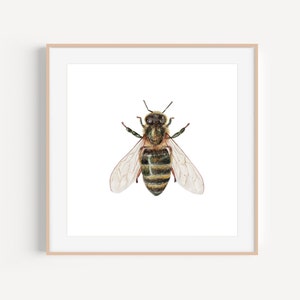 Bee Painting | Watercolor Bee | Save the bees | Bee Picture | Bee art print