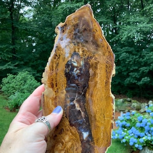 Parker Petrified Wood Slab, New Find, Colorado, Polished One Side