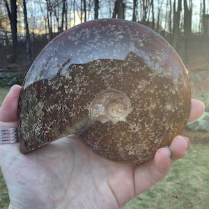 Amazing Ammonite Fossil from Madagascar