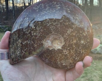 May include: A large, polished ammonite fossil with a brown and gold color pattern. The fossil is in the shape of a spiral and has a smooth, shiny surface.
