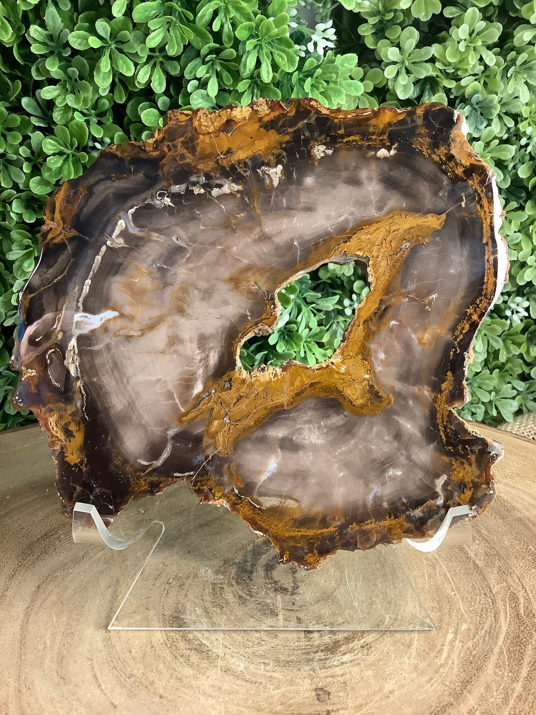 Parker Petrified Wood Slab New Find Colorado Polished One Etsy