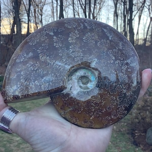 Amazing Ammonite Fossil from Madagascar