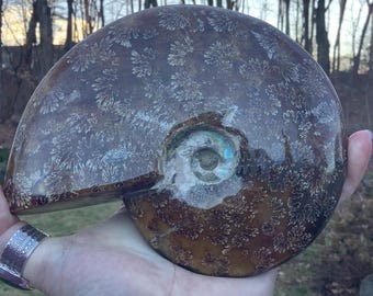 May include: A large, brown ammonite fossil with a white, iridescent center. The fossil has a spiral shape and a detailed, intricate pattern.