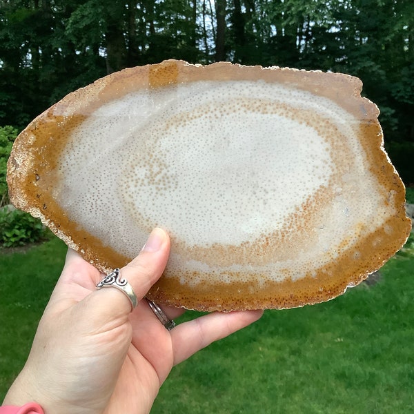 Petrified Palm Wood Slab from California, Amazing Colors, Polished one One Side, with a Stand