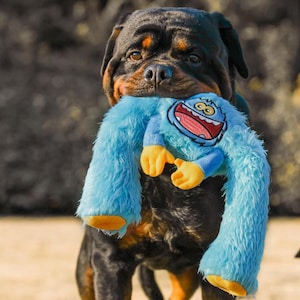 Puede incluir: Un perro Rottweiler negro y marrón jugando con un juguete de peluche azul y amarillo con forma de monstruo. El juguete tiene una gran sonrisa con dientes y pelaje azul peludo.