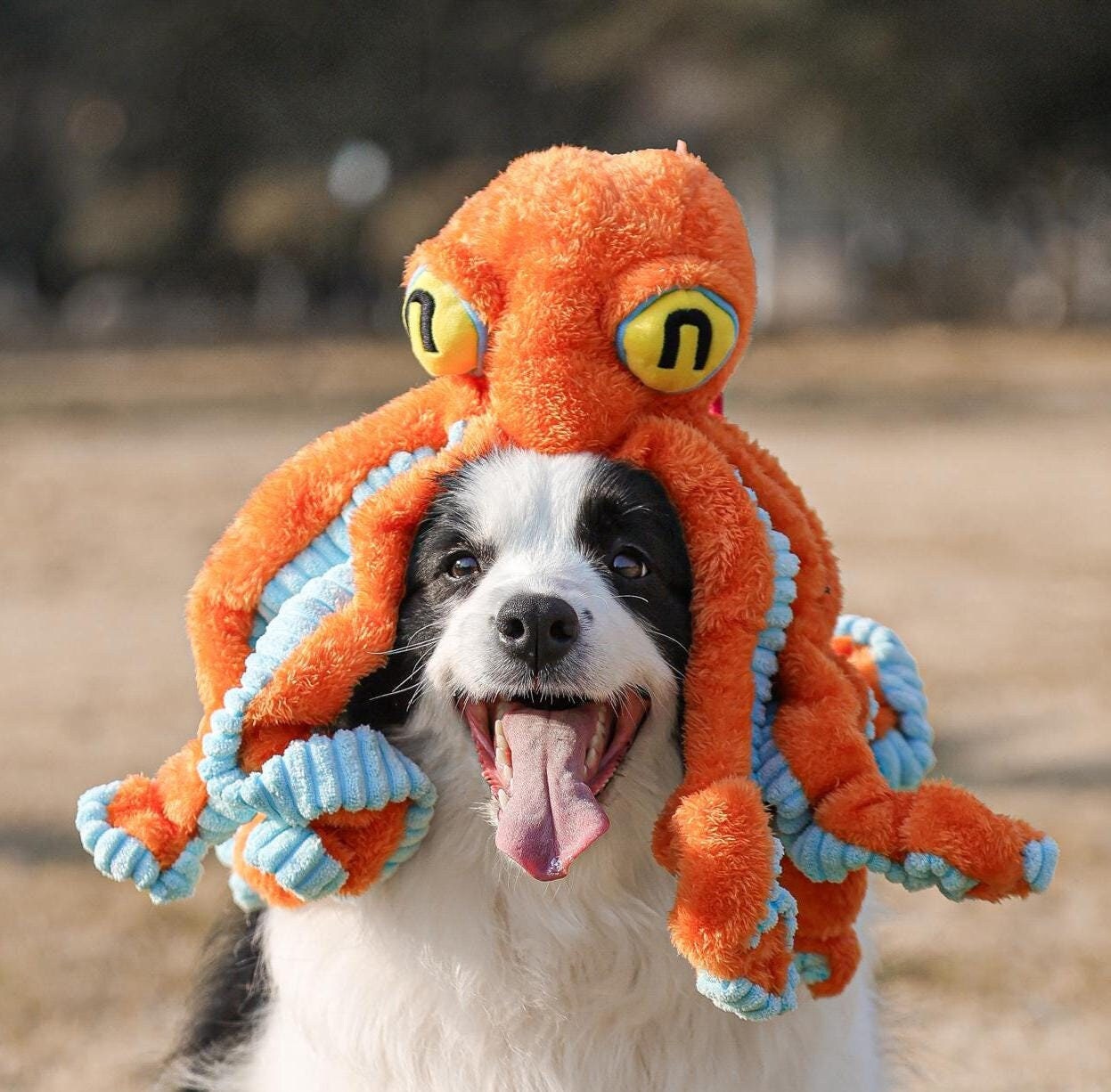 Hermes Dog Toy Australia