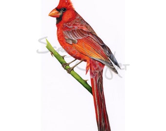 Hand-painted Northern Cardinal Watercolor | Archival Quality Print