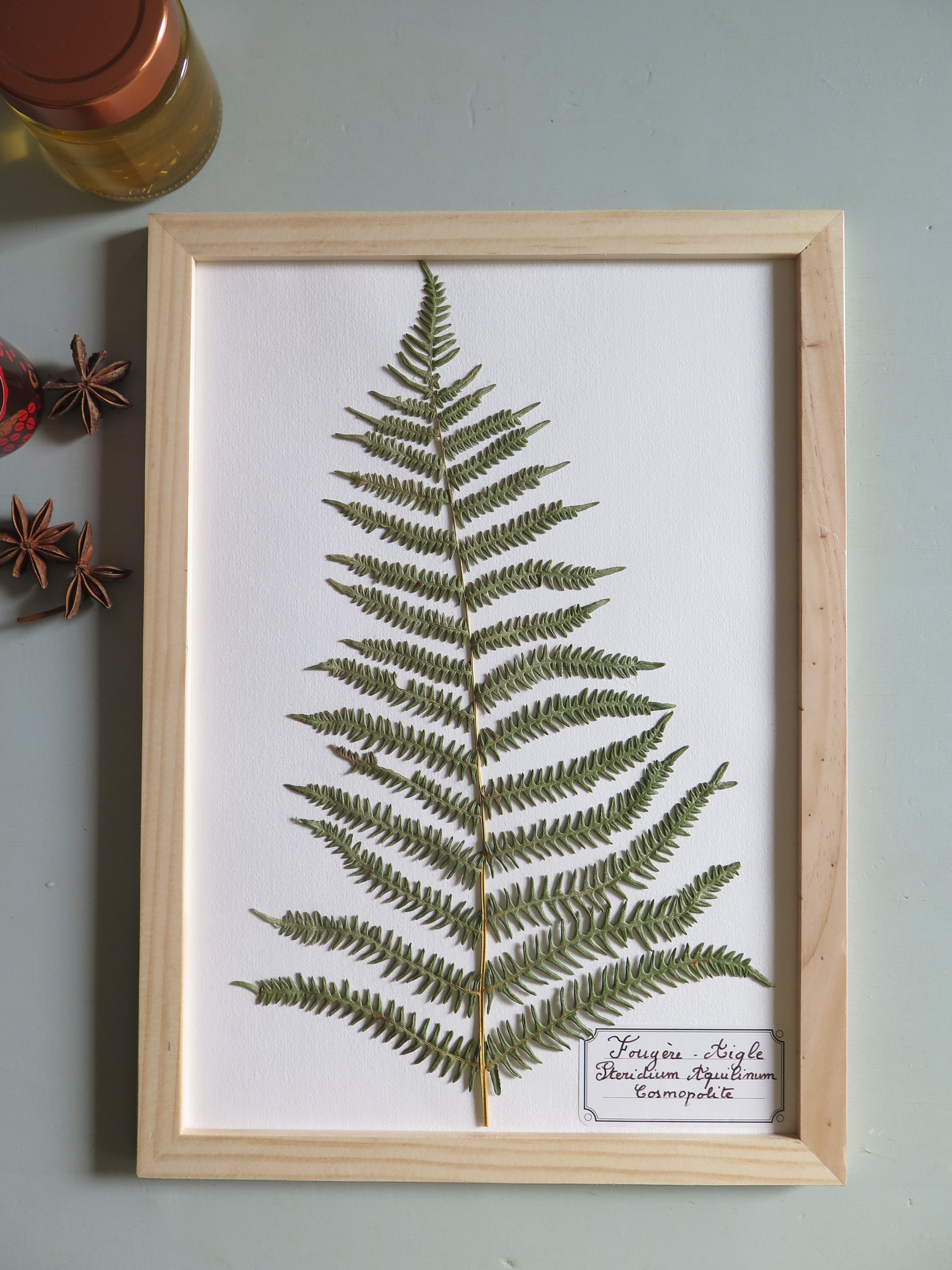 Cadre Herbier Fougère Fleurs Pressées