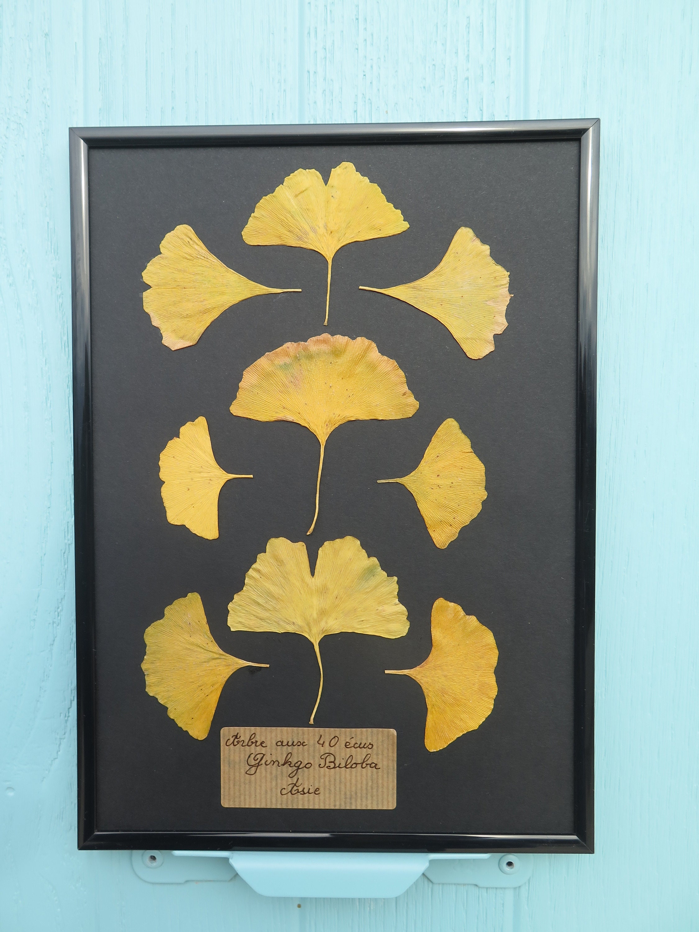 Cadre Herbier Ginkgo Fleurs Pressées