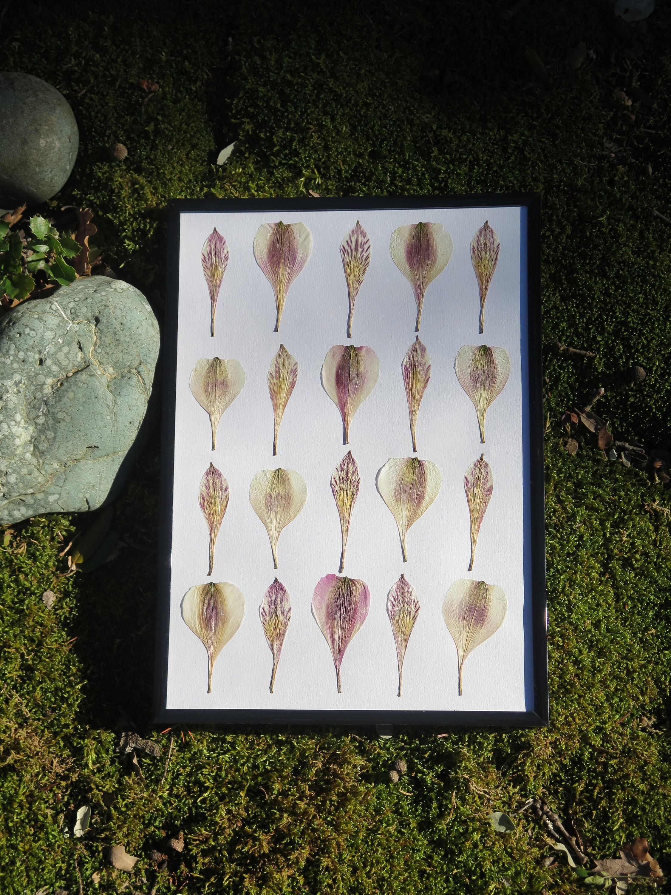 Cadre Herbier Lis Des Incas Fleurs Pressées