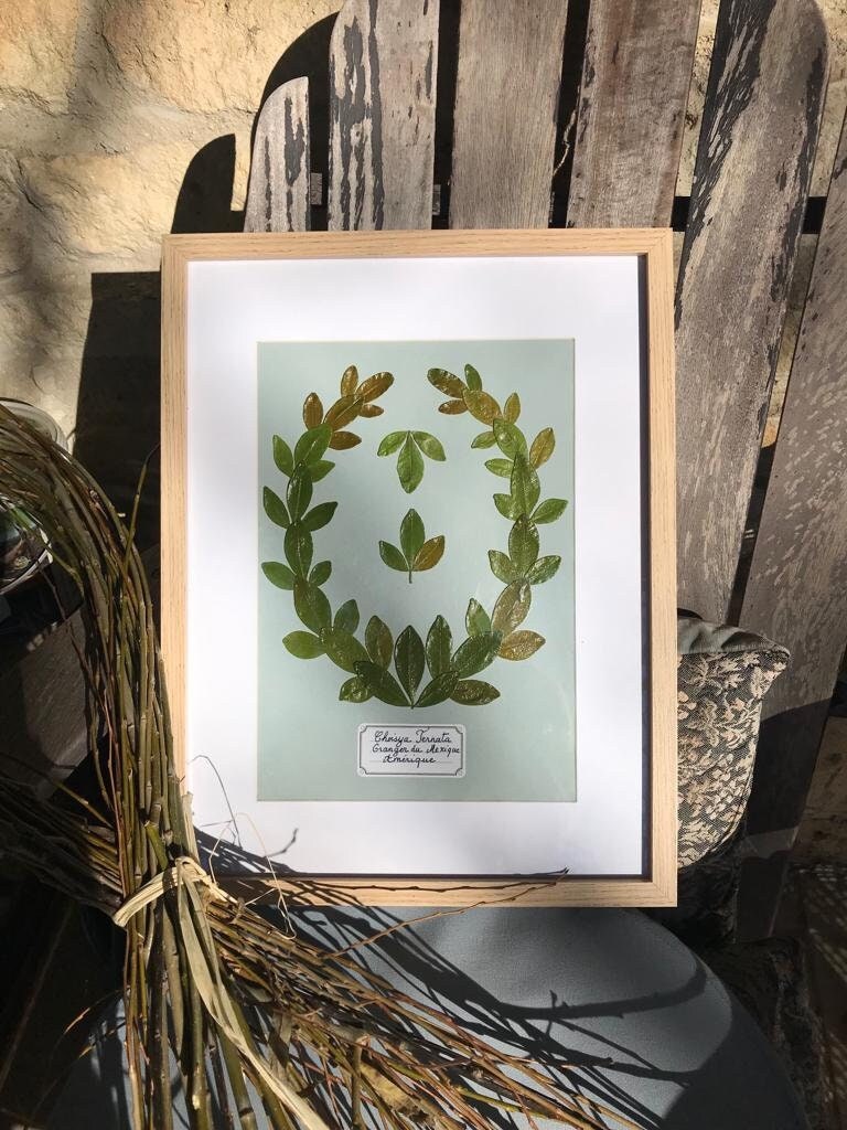 Cadre Herbier Stylisé Fleurs Pressées Oranger Du Mexique