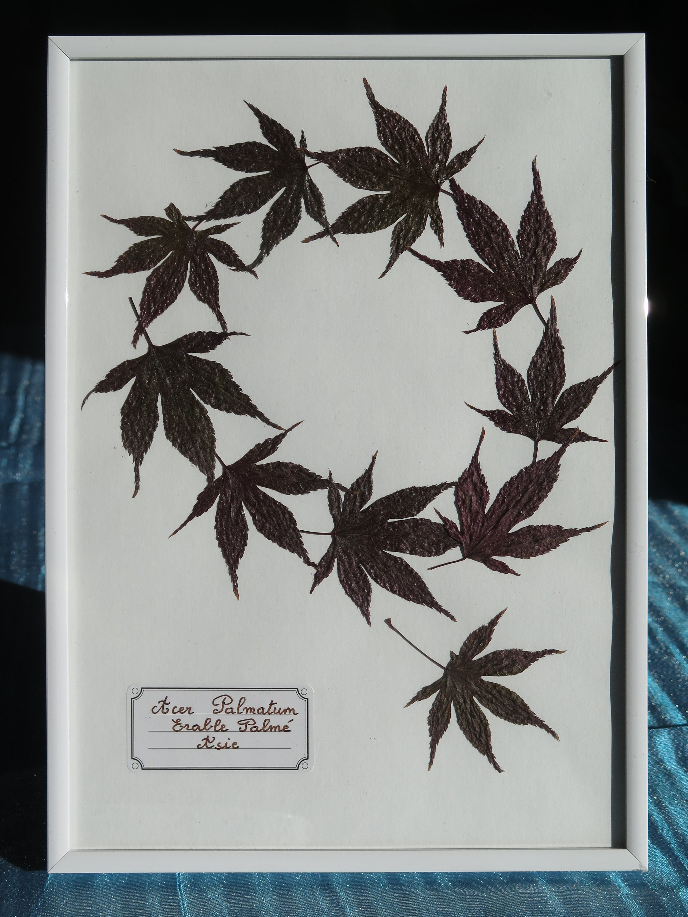 Cadre Herbier Erable Palmé Fleurs Pressées