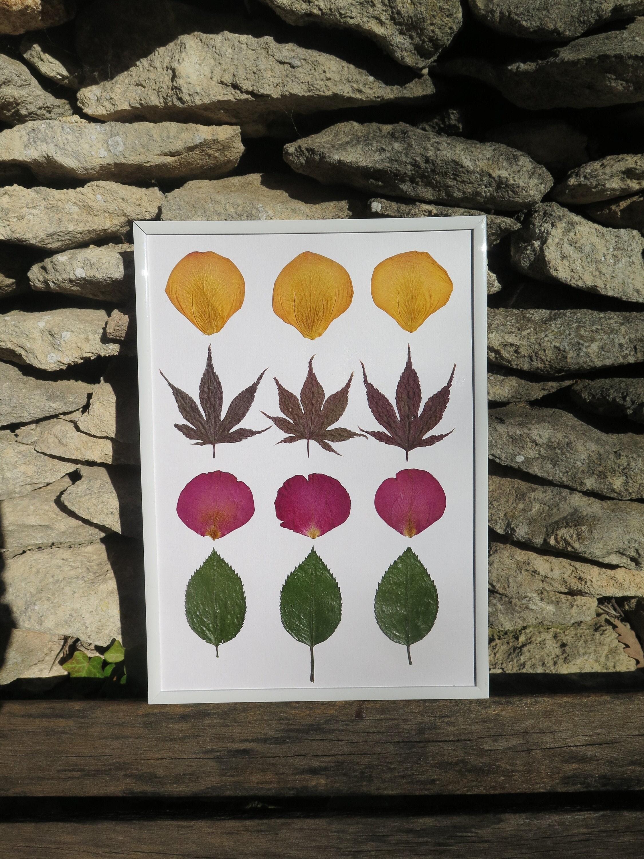 Cadre Herbier Varié Fleurs Pressées