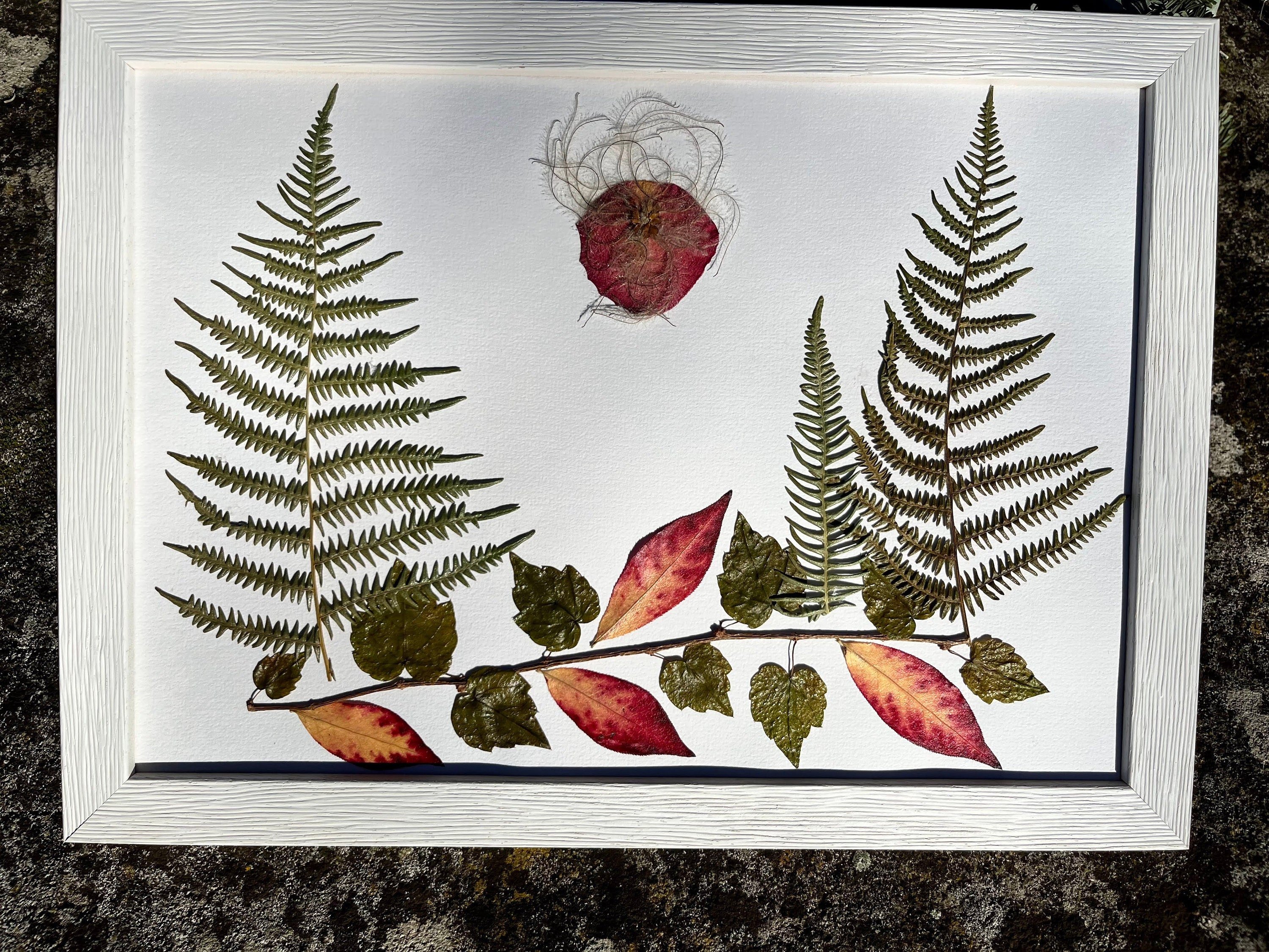Cadre Herbier Paysage Fleurs Pressées Fougère