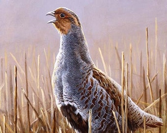 Morning Call, Limited Edition Fine Art Print, Signed by Andrew Ellis