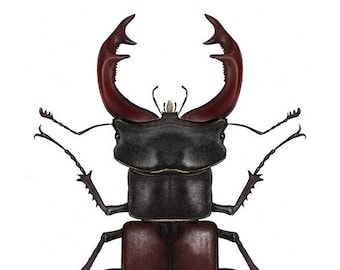 Stag Beetle Fine Art Print by Davina Falcao