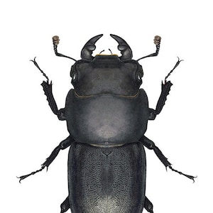 Può includere: Un coleottero cervo volante nero con lunghe zampe segmentate e grandi mandibole. Il coleottero è mostrato da una vista dorsale, con la testa e il torace visibili.