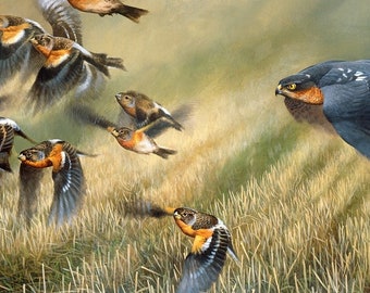 Confusion Tactics, Sparrow Hawk chasing Bramblings, signed limited edition print by Andrew Ellis