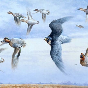 Tiercel and Teal A5 Card & Envelope by wildlife artist Andrew Ellis. Peregrine Falcon (Tiercel) chasing Teal against sky