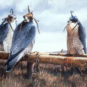 Biglietto d'auguri A5 peregrines on the Cadge dell'artista rapace Andrew Ellis.