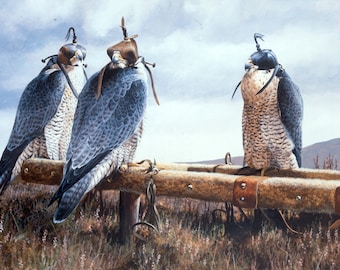 ハヤブサのアートプリント - A3、A4、A5 サイズ - ハヤブサの絵