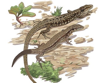 Wall Lizard Fine Art Print by Davina Falcao